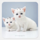 Pesquisar por dois gatinhos adesivos Animal