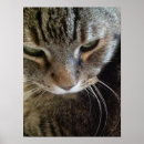 Pesquisar por gato malhado pósteres pôsteres Meow
