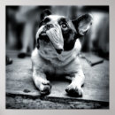 Pesquisar por buldogue francês pôsteres Animais do bebê