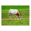 Pesquisar por antilope cartoes Vida selvagem