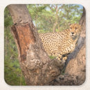 Pesquisar por chita porta copos Animais selvagens