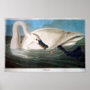 Pesquisar por cisne de trompetista Pássaros de américa
