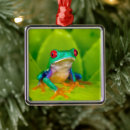 Pesquisar por olhos vermelhos ornamentos Agalychnis callidryas