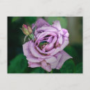 Pesquisar por o beatles cartoes postais Natureza