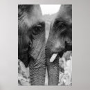 Pesquisar por elephant pôsteres Vida selvagem