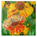 Pesquisar por borboletas azulejos Flor silvestre