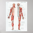 Pesquisar por anatomia humana pósteres pôsteres Humano