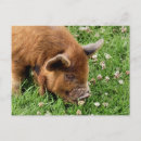 Pesquisar por pig cartoes postais Giz