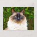 Pesquisar por ragdoll cartoes postais Amor