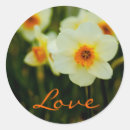 Pesquisar por daffodil adesivos Amor