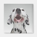 Pesquisar por dalmatian imas Animal