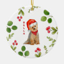 Pesquisar por foto do yorkie Dogs