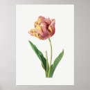 Pesquisar por tulipa vintage pôsteres Ilustração