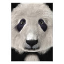 Pesquisar por kawaii panda pôsteres Animal