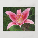 Pesquisar por flor exótica cartoes postais Rosa