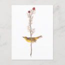 Pesquisar por john cartoes postais John james audubon