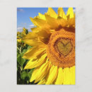 Pesquisar por sunflower cartoes postais País