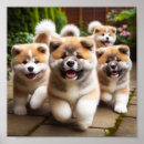 Pesquisar por akita pôsteres Cachorros