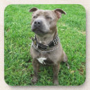 Pesquisar por bull terrier porta copos Cão