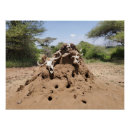 Pesquisar por serengeti pôsteres Tanzânia