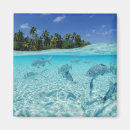 Pesquisar por maldives imas Marisco