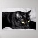 Pesquisar por gato preto bonito pôsteres Animal