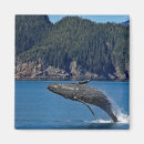 Pesquisar por whale imas Baleia