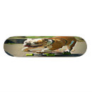 Pesquisar por cão skates Patinador