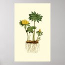 Pesquisar por raiz pósteres pôsteres Casa