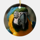 Pesquisar por papagaio tropical ornamentos Animal