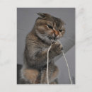 Pesquisar por gato divertido cartoes postais Bonitinho