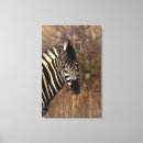 Pesquisar por da zebra impressão impressão de canvas Mamífero