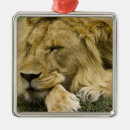 Pesquisar por adormecido ornamentos Animal