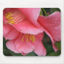 Pesquisar por camélia cor de rosa Camelia