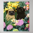 Pesquisar por pug preto pósteres pôsteres Canino