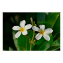 Pesquisar por plumeria pôsteres Tropicais