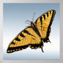 Pesquisar por borboletas orientais swallowtail tigre pôsteres Animais selvagens