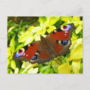 Pesquisar por butterfly cartoes postais Insect