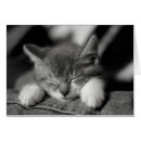 Pesquisar por bebê de sono Gatos
