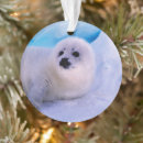 Pesquisar por foca ornamentos Vida selvagem