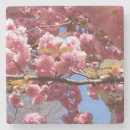 Pesquisar por ramificação porta copos Árvore