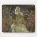 Pesquisar por lobo cinzento Lobos