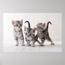 Pesquisar por shorthair americano Cat