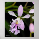 Pesquisar por orquídea roxa pôsteres Orquídeas