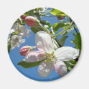 Pesquisar por ímãs da maçã imas Flores