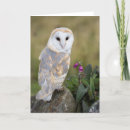 Pesquisar por coruja celeiro cartoes Natureza