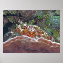 Pesquisar por esponja pôsteres Vida marinha