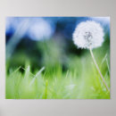 Pesquisar por decoração home pôsteres Frescor