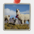 Pesquisar por decorado ornamentos Animal