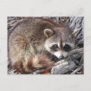 Pesquisar por guaxinins cartoes postais Natureza
